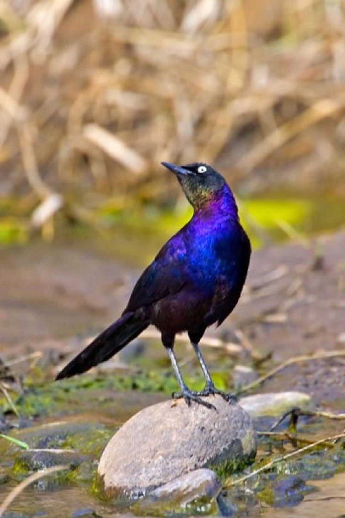 Longtailed Glossy Starling bird Maasai Mara Kenya Canvas Art - Joe Restuccia III DanitaDelimont (25 x 38)