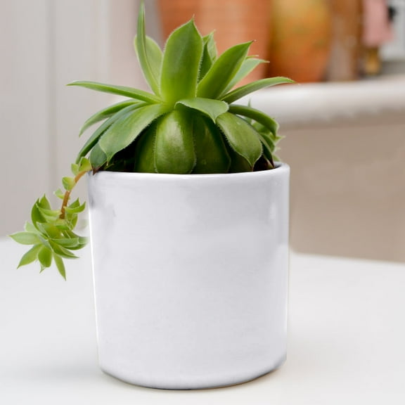 Lonto Journey Ceramic Plant Pots with Hole, Cylindrical Plant Pot Flower Planter, Decorative Small Garden Pots for Indoor Outdoor Plants, Cactus Flower Home Decor