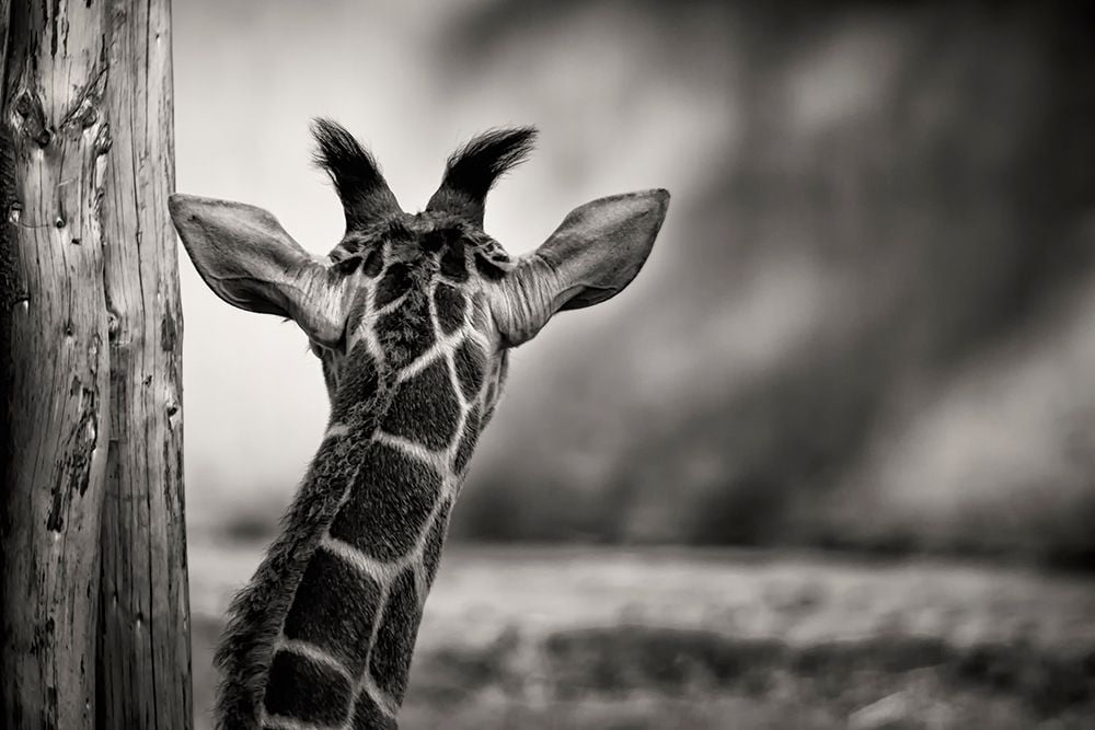 Look Forward Poster Print Rolf Lampert (24 x 18)