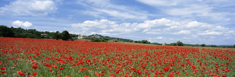 Looking Across Field Of Poppies To Small Village In Provence Canvas Art - Ian Cumming Design Pics (24 x 8)