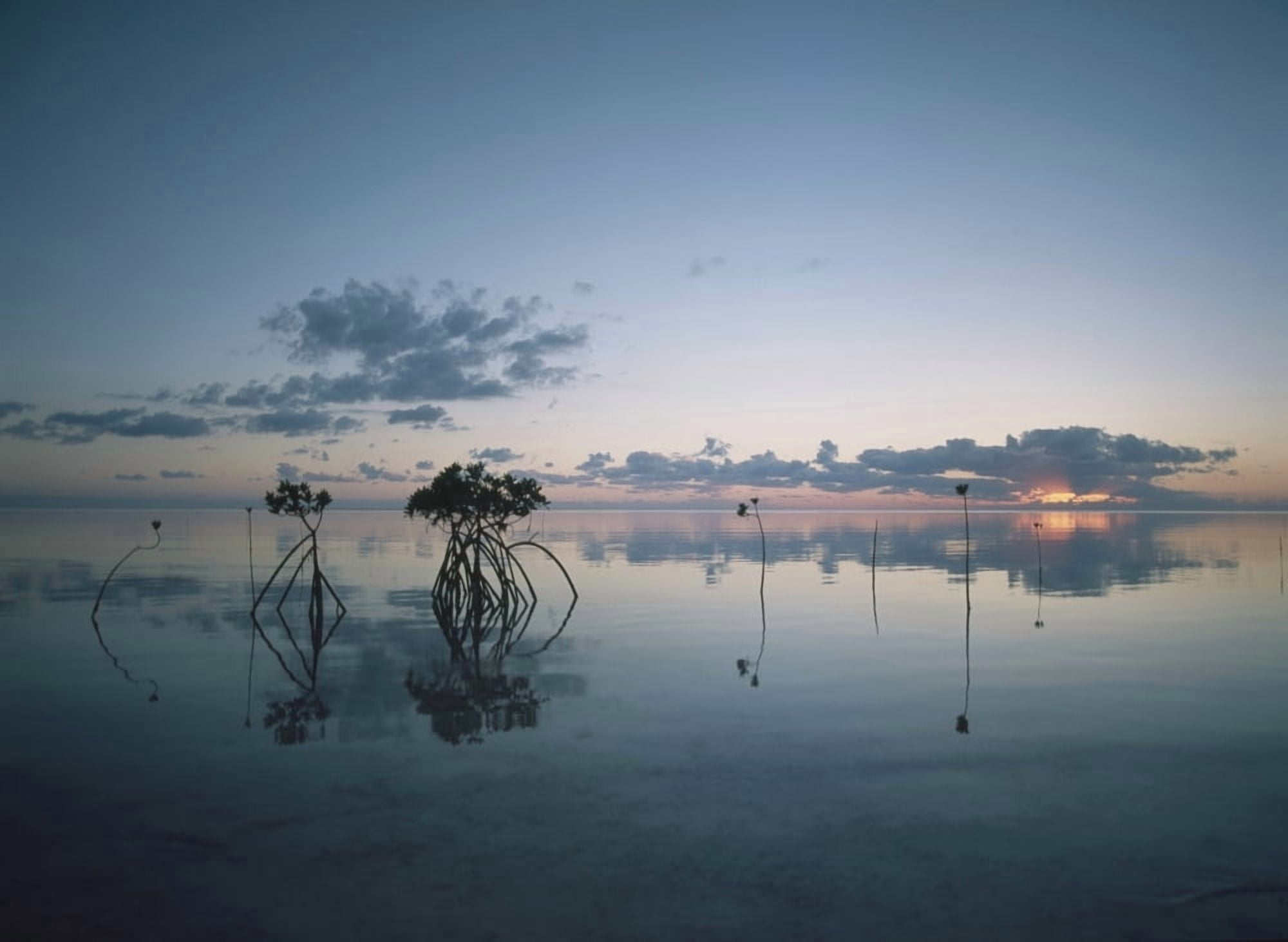 Looking Out To Sea Past Mangrove Shoots At Sunset Canvas Art - Ian Cumming Design Pics (36 x 26)