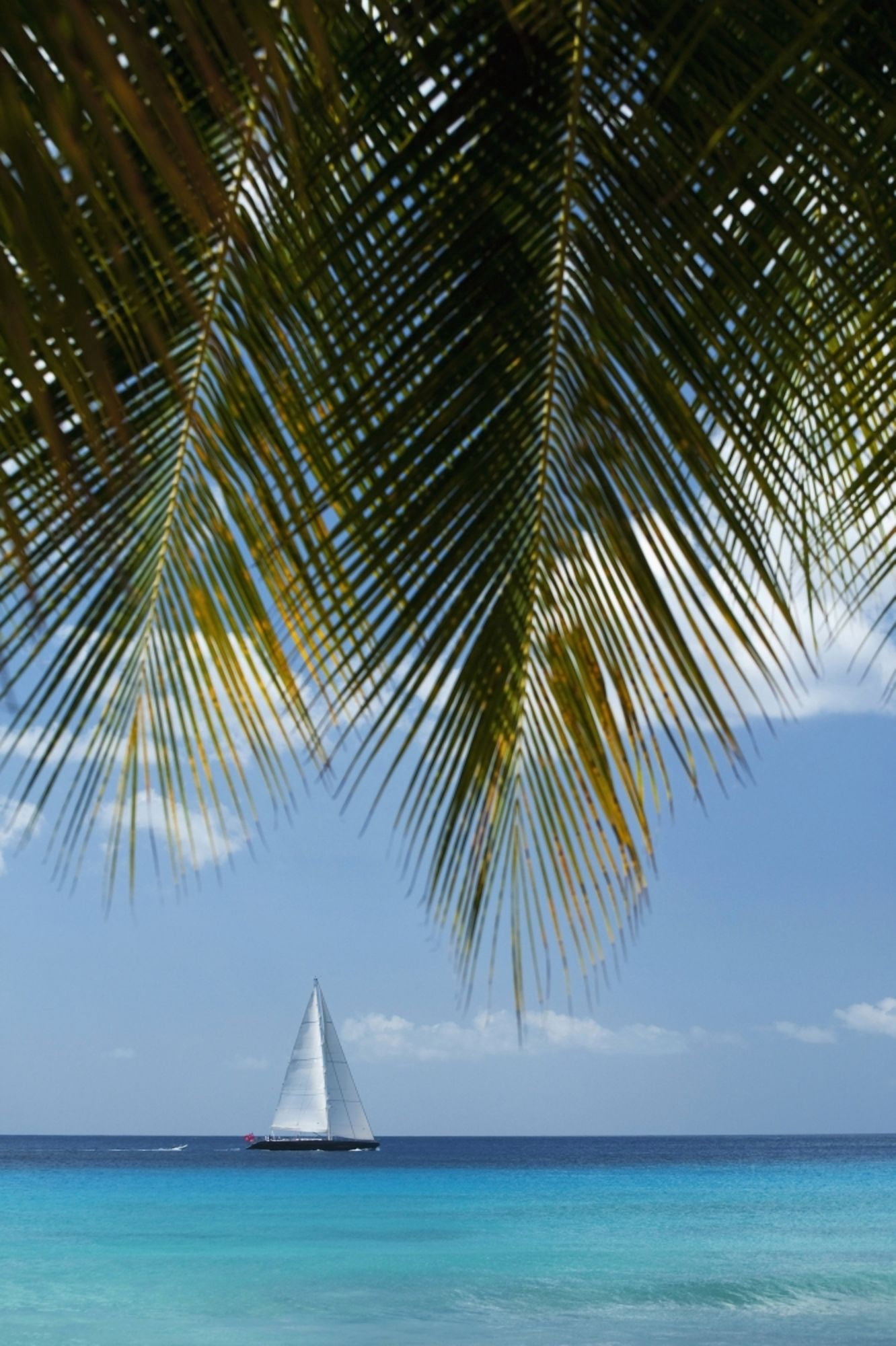 Looking Through Palm Trees To Large Yacht Off The West Coast Of Barbados Barbados Canvas Art - Ian Cumming Design Pics (24 x 38)