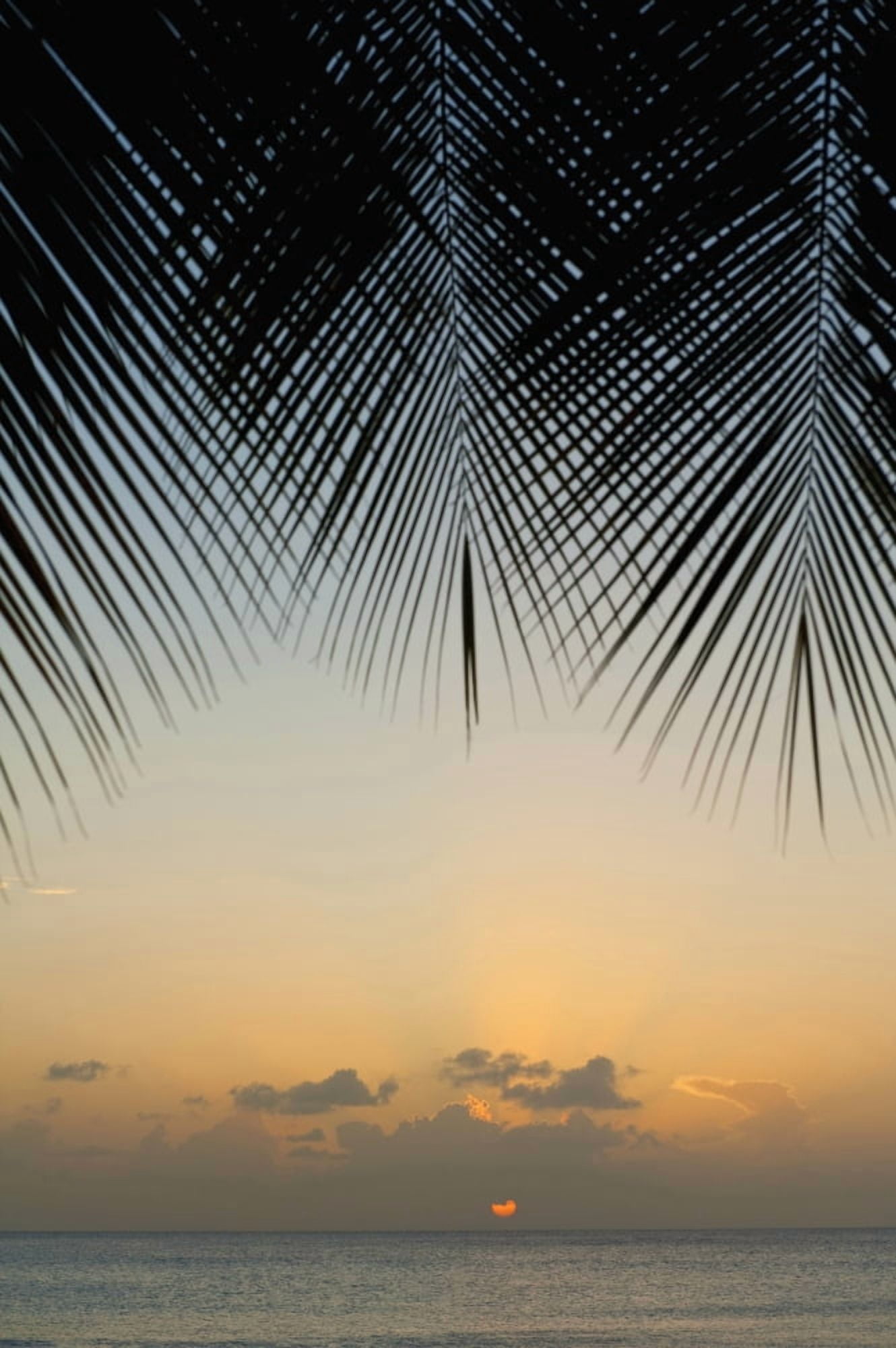 Looking Through Palm Trees To Sunset On The West Coast Of Barbados Barbados Canvas Art - Ian Cumming Design Pics (12 x 19)