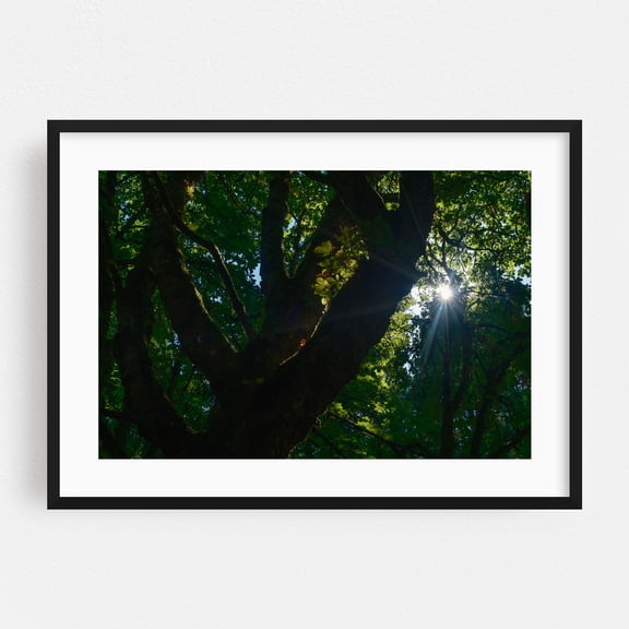 Looking Up Through the Tree Canopy - Portland Oregon Photography Forest Nature Woodland Scenic Woods Mystical Black Framed Wall Art Print 5 x 7 inches