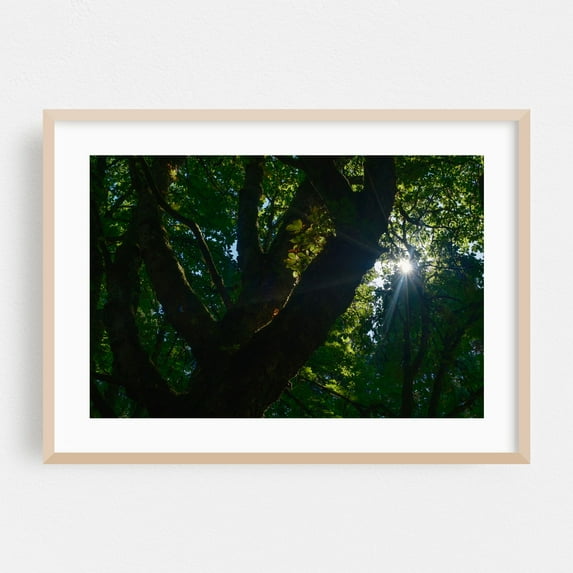 Looking Up Through the Tree Canopy - Portland Oregon Photography Forest Nature Woodland Scenic Woods Mystical Oak Framed Wall Art Print 12 x 18 inches