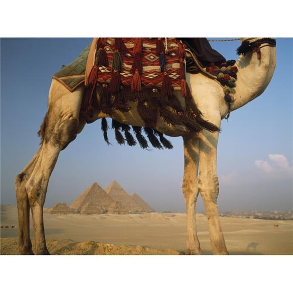Looking Under Camel to Great Pyramids of Giza Poster Print