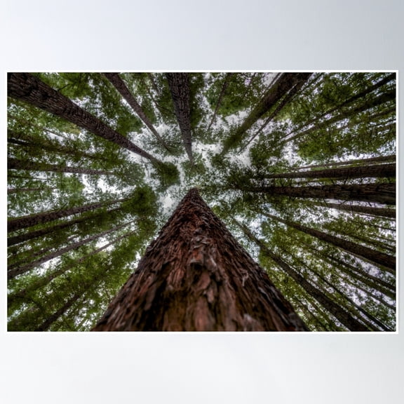 Looking Up At Redwood Forest, East Warburton Poster Wall Art, Modern Wall Decor, 24x36 UNFRAMED