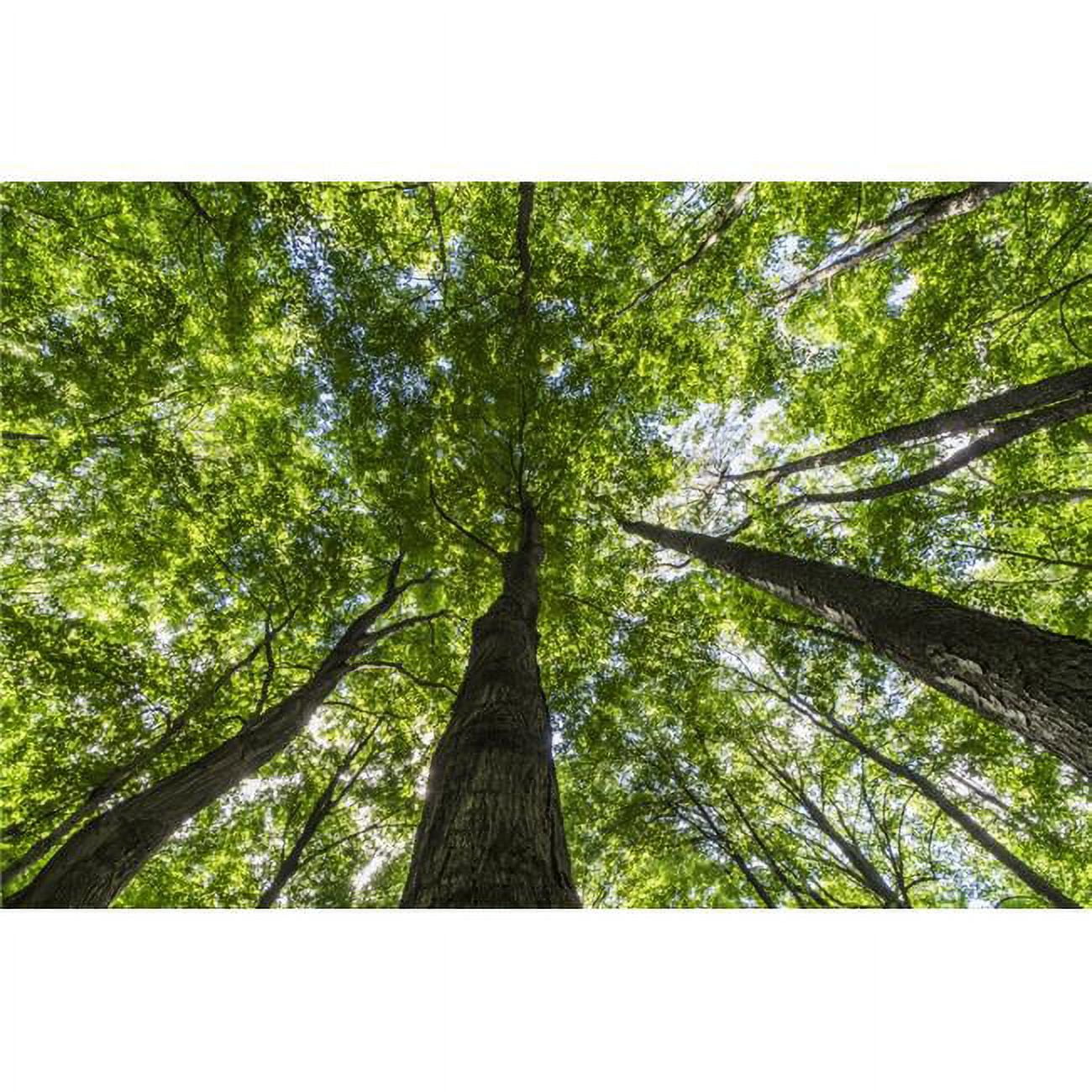 Looking Up Into The Canopy of Deciduous Trees in An Ontario Forest