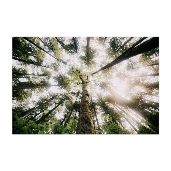 Looking Up - Photography Unframed Wall Art Print 5 x 7 inches