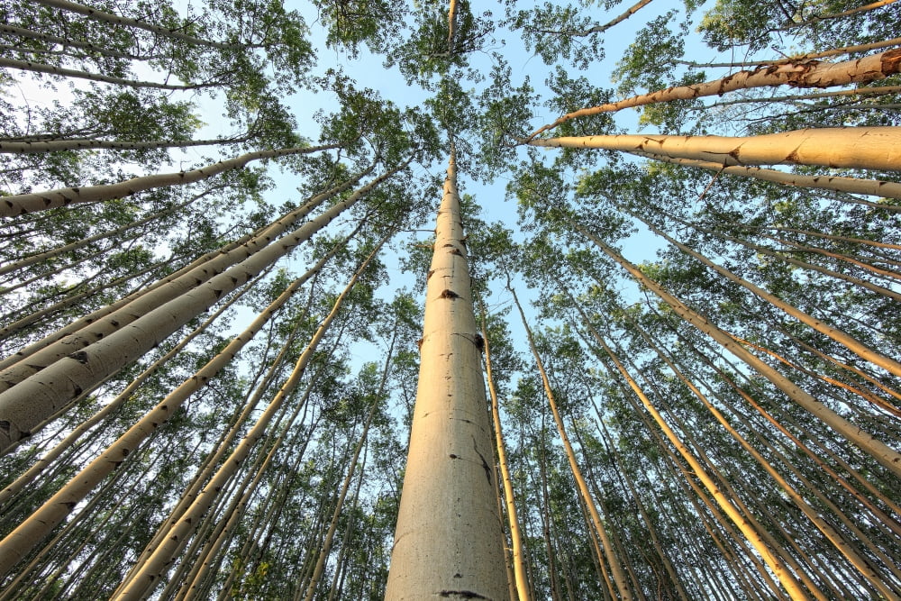 Looking Up Through Aspen Trunks And Leaves Yukon Canvas Art - Robert Postma Design Pics (34 x 22)