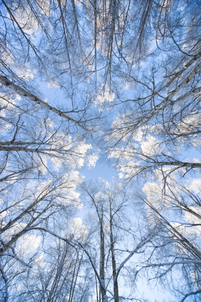 Looking Up Through Hoarfrost Covered Birch Trees In Russian Jack Park Anchorage Alaska Canvas Art - Kevin Smith Design Pics (22 x 34)