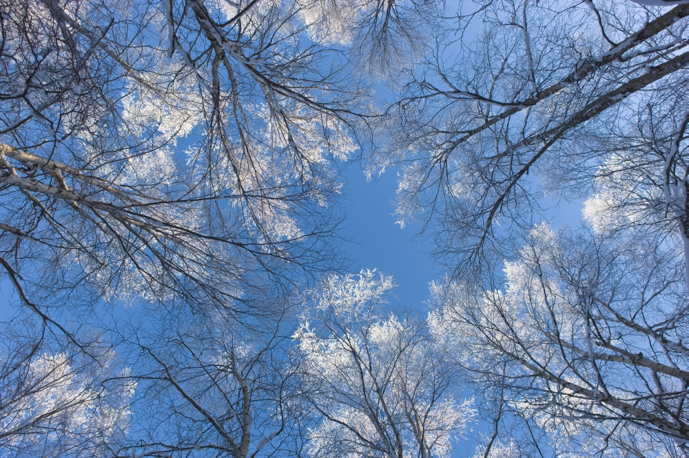 Looking Up Through Hoarfrost Covered Birch Trees In Russian Jack Park Anchorage Alaska Canvas Art - Kevin Smith Design Pics (38 x 24)
