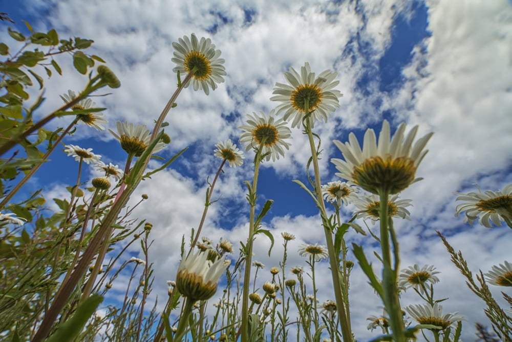Looking up at daisies (Bellis pernnis)for a unique perspective British Columbia Canada Canvas Art - Robert Postma Design Pics (38 x 24)