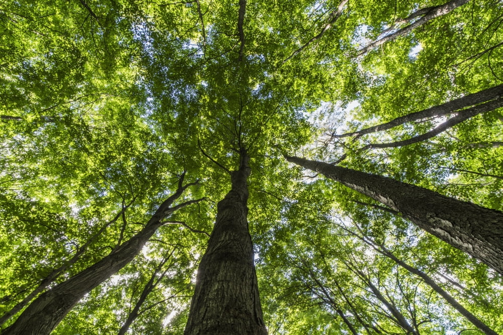 Looking up into the canopy of deciduous trees in an Ontario forest Strathroy Ontario Canada Canvas Art - Robert Postma Design Pics (38 x 24)