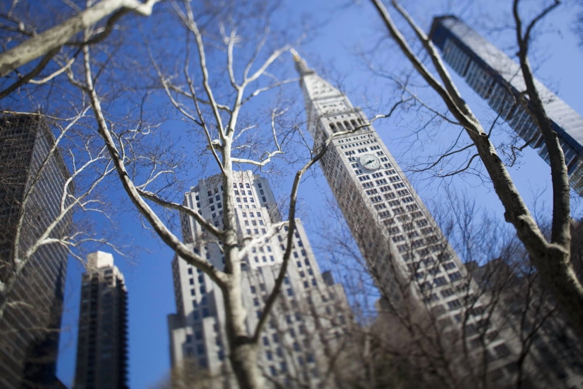 Looking up through trees at skyscrapers in New York USA Canvas Art - Toby Adamson Design Pics (19 x 12)