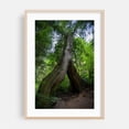 thumbnail image 1 of Looming Portal - Corbett Oregon Photography Forest Nature Wilderness Woodland Scenic Landscape Oak Framed Wall Art Print 12 x 18 inches, 1 of 59