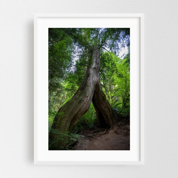 Looming Portal - Corbett Oregon Photography Forest Nature Wilderness Woodland Scenic Landscape White Framed Wall Art Print 16 x 24 inches