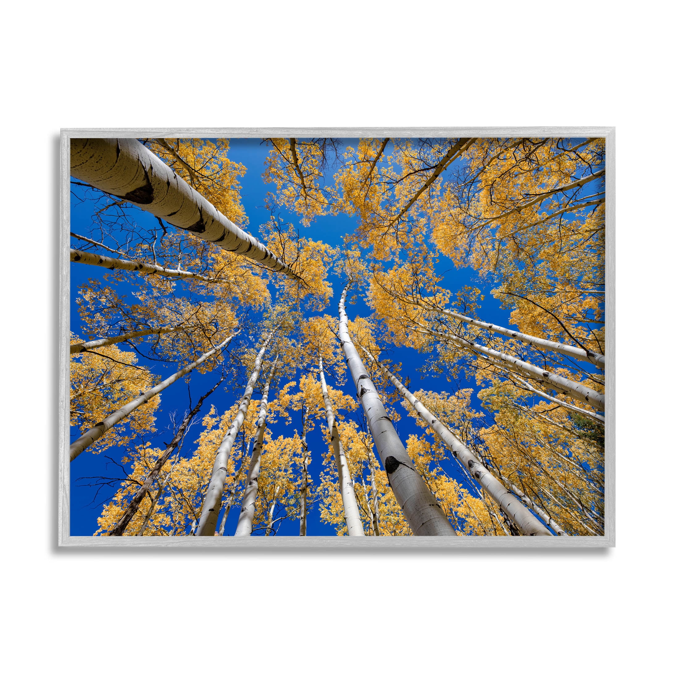 Looming Woodland Foliage Trees Landscape Photograph Gray Framed Art Print Wall Art