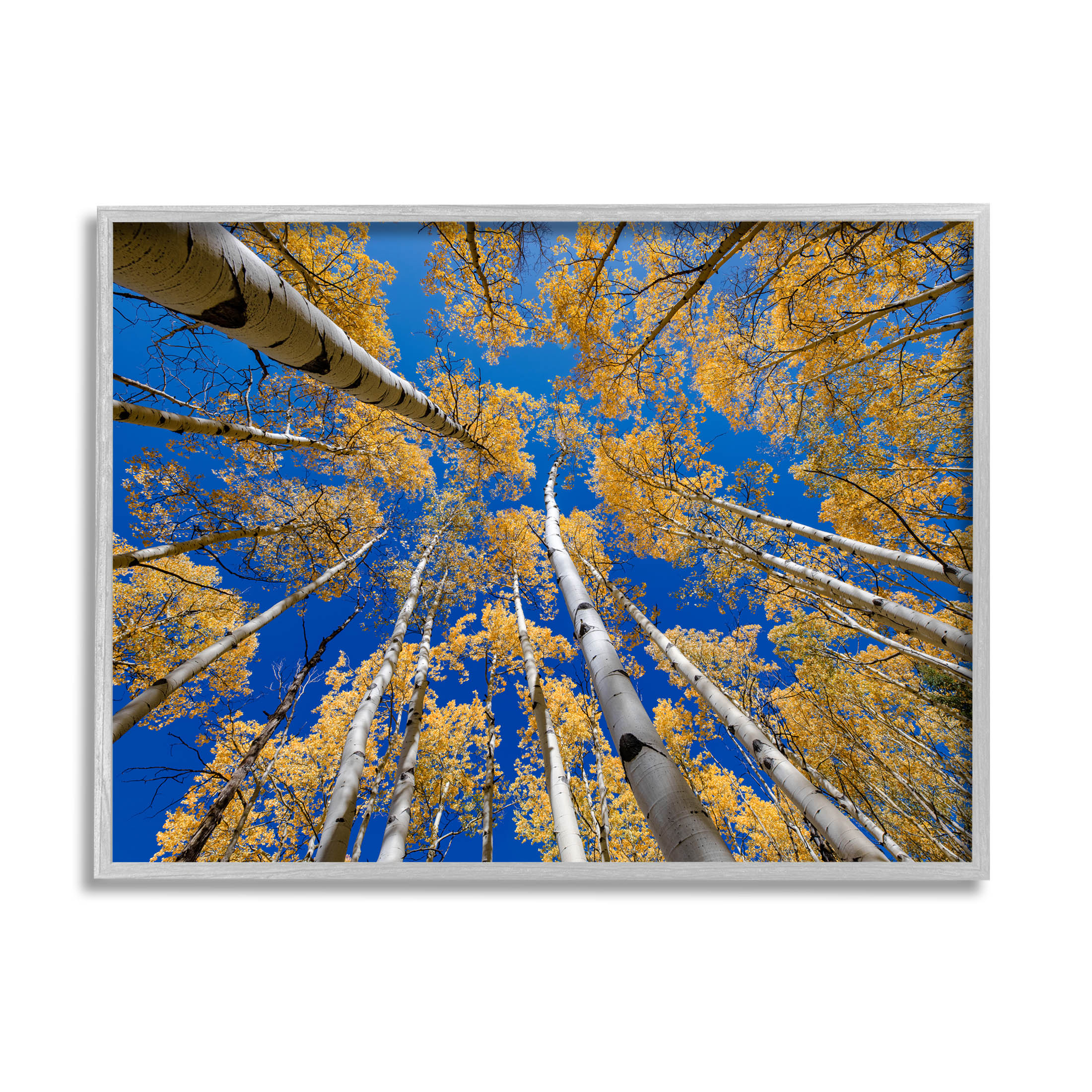Looming Woodland Foliage Trees Landscape Photograph Gray Framed Art Print Wall Art