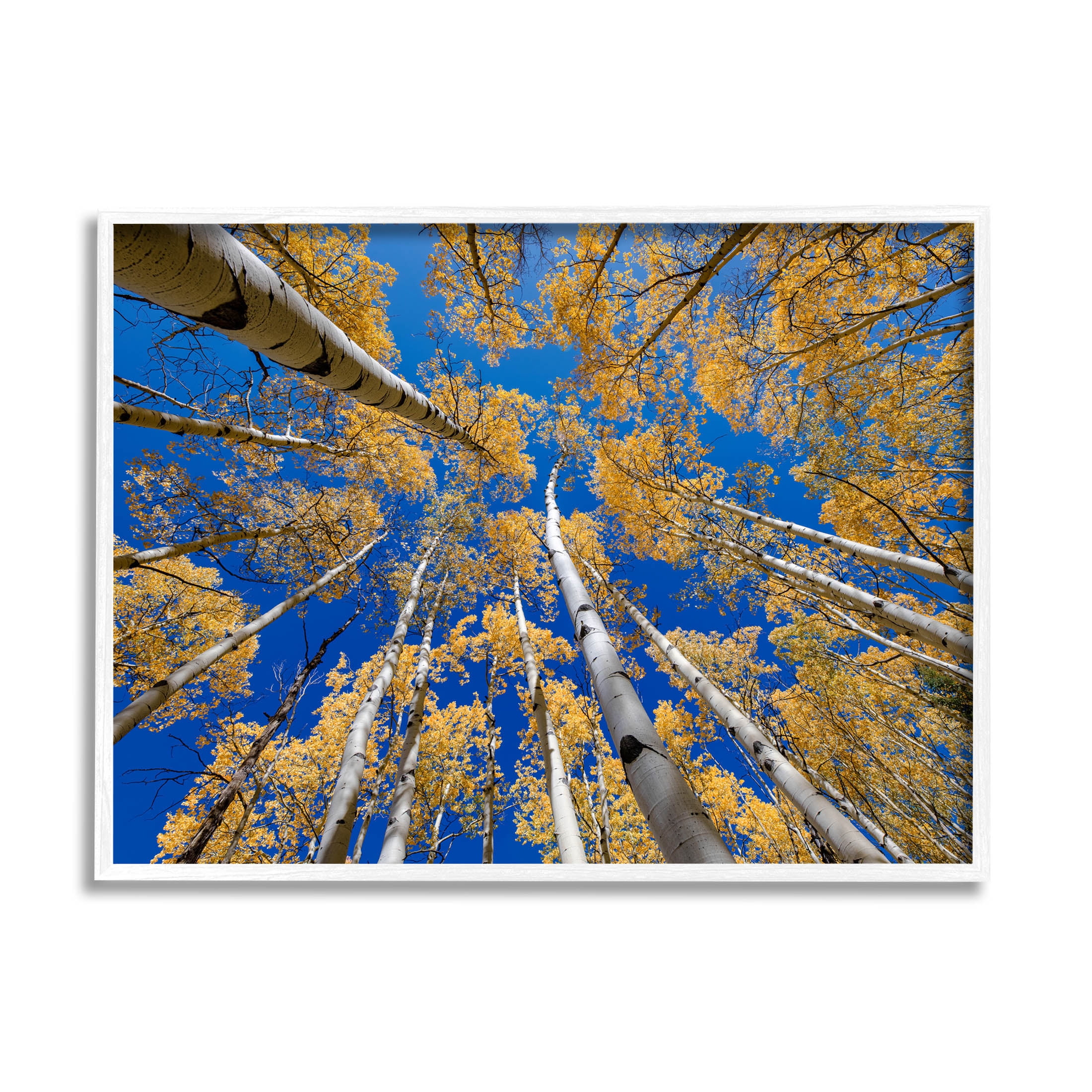 Looming Woodland Foliage Trees Landscape Photograph White Framed Art Print Wall Art