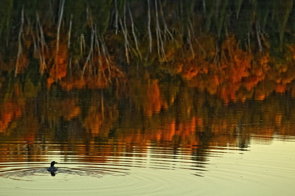 Loon In Opeongo Lake With Reflection Of Trees In Water Algonquin Park Ontario Canvas Art - Robert Postma Design Pics (17 x 11)