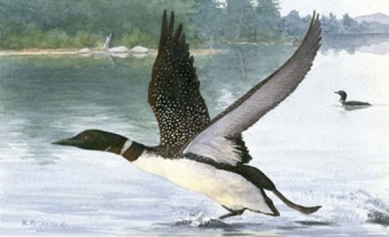 Loon Take-Off Canvas Art - Maureen Mccarthy (17 x 11)