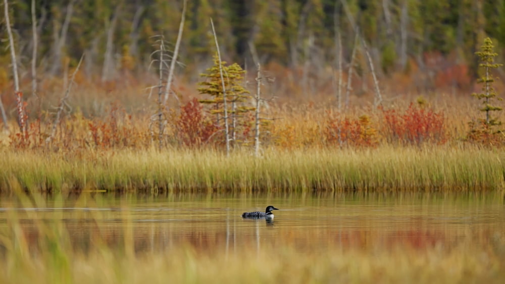 Loon (gavia immer) swimming on Talbot Lake Jasper National Park Alberta Canada Canvas Art - Ron Harris Design Pics (18 x 10)