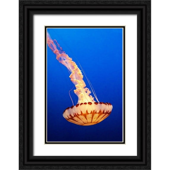 Looney, Hollice 11x14 Black Ornate Wood Framed with Double Matting Museum Art Print Titled - California-Monterey-Monterey Bay Aquarium-Jellyfish swimming