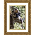 thumbnail image 1 of Looney, Hollice 11x14 Gold Ornate Wood Framed with Double Matting Museum Art Print Titled - Asia-China-Tacheng-Yunnan Black Snub-Nosed Monkey, 1 of 4