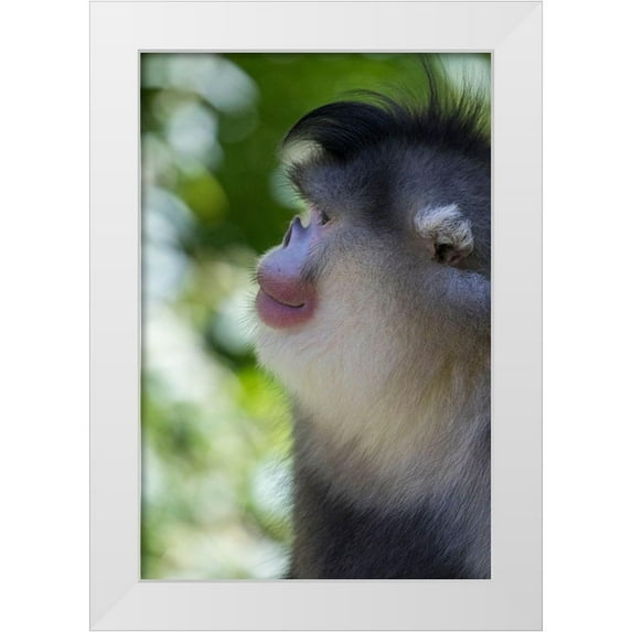 Looney, Hollice 11x14 White Modern Wood Framed Museum Art Print Titled - Asia-China-Tacheng-Yunnan Black Snub-Nosed Monkey