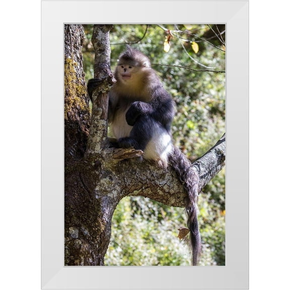 Looney, Hollice 11x14 White Modern Wood Framed Museum Art Print Titled - Asia-China-Tacheng-Yunnan Black Snub-Nosed Monkey
