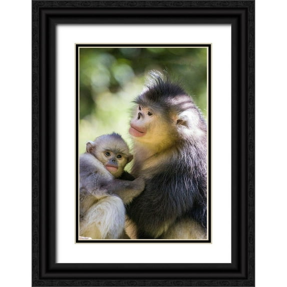 Looney, Hollice 13x18 Black Ornate Wood Framed with Double Matting Museum Art Print Titled - Asia-China-Tacheng-Yunnan Black Snub-Nosed monkeys-Adult and Young