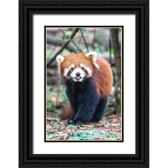 Looney, Hollice 13x18 Black Ornate Wood Framed with Double Matting Museum Art Print Titled - Asia-China-Sichuan Province-Cheng Du-Red Panda