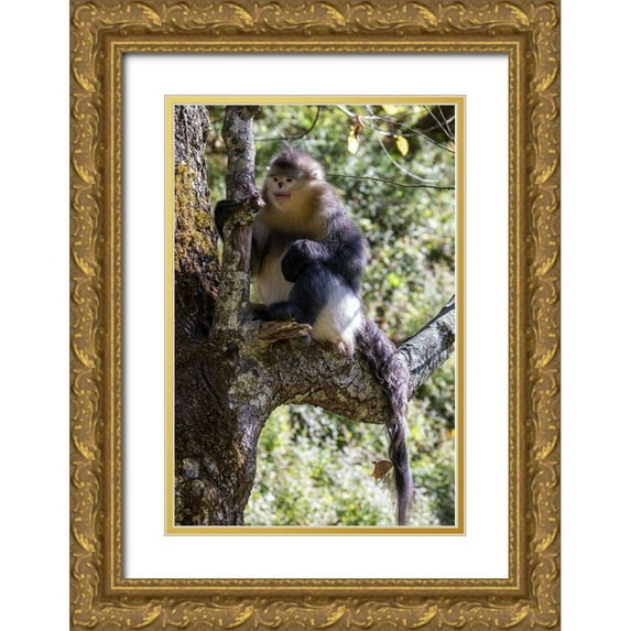 Looney, Hollice 13x18 Gold Ornate Wood Framed with Double Matting Museum Art Print Titled - Asia-China-Tacheng-Yunnan Black Snub-Nosed Monkey