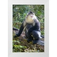 thumbnail image 1 of Looney, Hollice 13x18 White Modern Wood Framed Museum Art Print Titled - Asia-China-Tacheng-Yunnan Black Snub-Nosed Monkey, 1 of 4