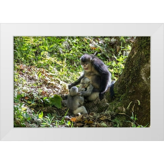 Looney, Hollice 14x11 White Modern Wood Framed Museum Art Print Titled - Asia-China-Tacheng-Yunnan Black Snub-Nosed monkeys-Adult and Young