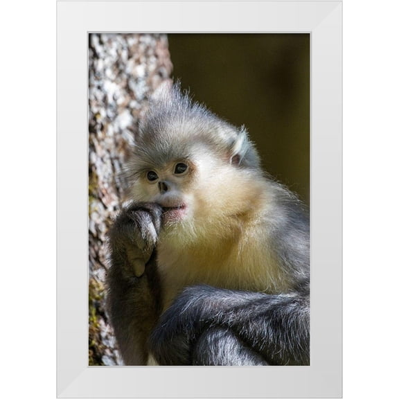 Looney, Hollice 17x24 White Modern Wood Framed Museum Art Print Titled - Asia-China-Tacheng-Yunnan Black Snub-Nosed Monkey