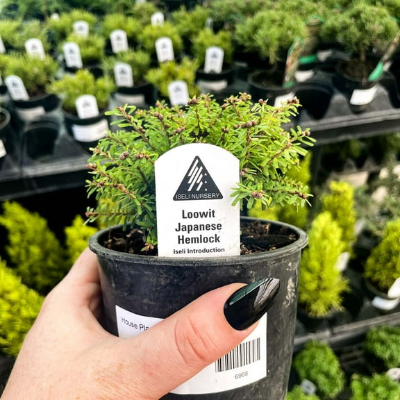 Loowit Japanese Hemlock- Live Bonsai Starter Plant - 4" Growers Pot