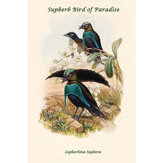 Lophorhina Supbera - Supberb Bird of Paradise Poster Print by John Gould (24 x 36)
