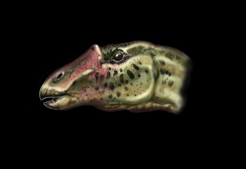 Lophorhothon duck-billed dinosaur portrait Canvas Art - Jan SovakStocktrek Images (34 x 24)