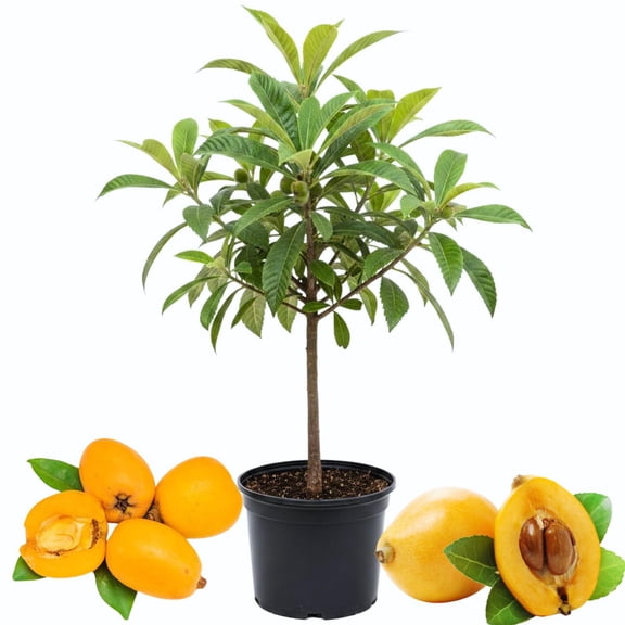 Loquat Fruit Tree 2-3 Feet Tall, One Gallon Pot, Well-Rooted Loquat Plant for Garden And Orchard Planting