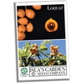 thumbnail image 1 of Loquat Fruit Tree Seeds for Planting, 3 Seeds Per Packet Non GMO & Heirloom Seeds, Botanical Name Eriobotrya Japonica, Great Gift, 1 of 8