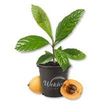Loquat Tree - Japanese Plum - 1 Live Plant in a 4 Inch Growers Pot - Eriobotrya Japonica - Beautiful Textured Foliage Edible Fruit Bearing Tree