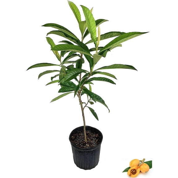 Loquat Tree - Japanese Plum - Live Fruit Tree in a 3 Gallon Pot - 3 Foot Tall - Eriobotrya Japonica - Edible Fruit Bearing Patio Fruit Tree