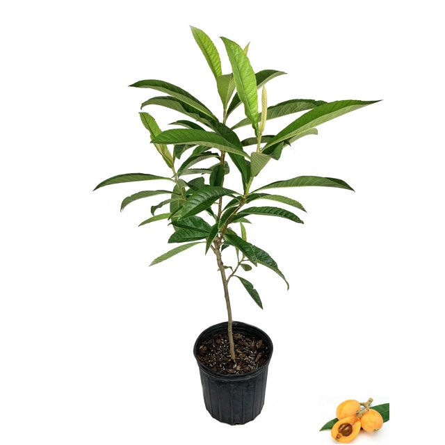 Loquat Tree Japanese Plum Live Fruit Tree in a 3 Gallon Pot 3