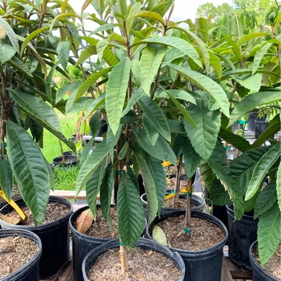 Loquat Tree Live Plant, 2-3 Feet Tall, One Gallon Pot, Hardy Loquat Plant for Growing, Yellow Fruit Tree