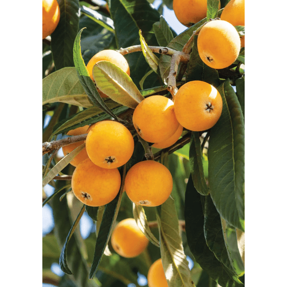 Loquat Tree Live Plant, Golden Loquat Plant Live Sweet Loquat Fruit Tree for Your Garden 10-14" Tall in Half Gal Pot