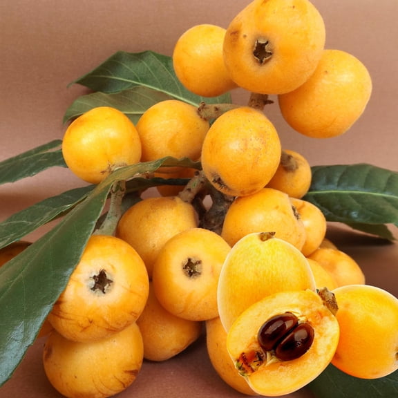 Loquat Tree Live Plant, Loquat Plant, 4 Inc Pot, Sweet Fruit Tree Garden