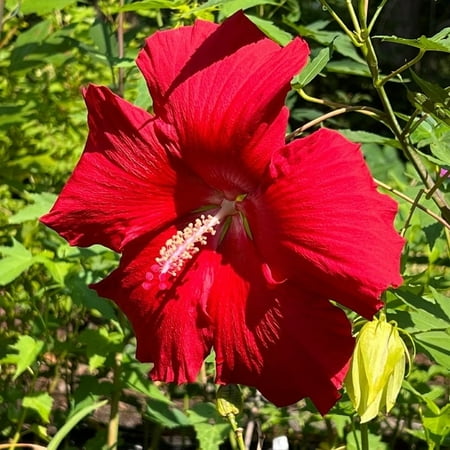 Lord Baltimore Hibiscus Live Perennial - Gallon 1