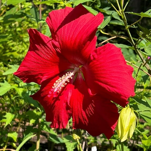 Lord Baltimore Hibiscus Live Perennial - Gallon 1